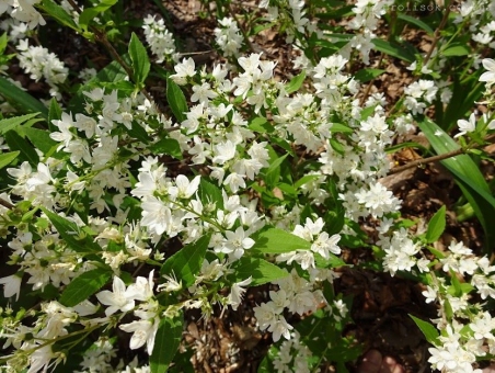 Дейция изящная (Deutzia gracilis)