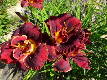 Лілійник "Найт Емберс" (Hemerocallis "Night Embers")