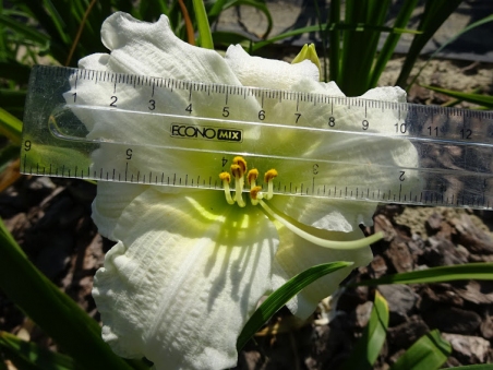 Лілійник "Вайт Темптейшин" (Hemerocallis "White Temptation")