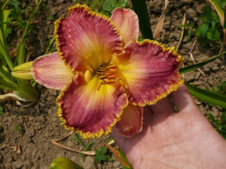  Лілійник "Девід Кірхгоф" (Hemerocallis "David Kirchhoff")