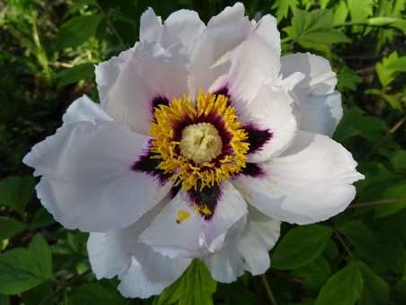 Півонія деревоподібна (Paeonia suffruticosa)