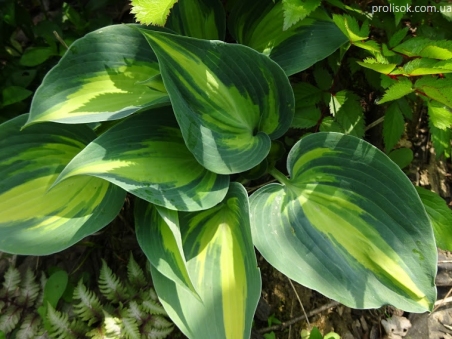 Хоста "Кэтерин" (Hosta "Catherine")