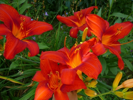 Лілійник "Чікаго Апачі" (Hemerocallis "Chicago Apache ")