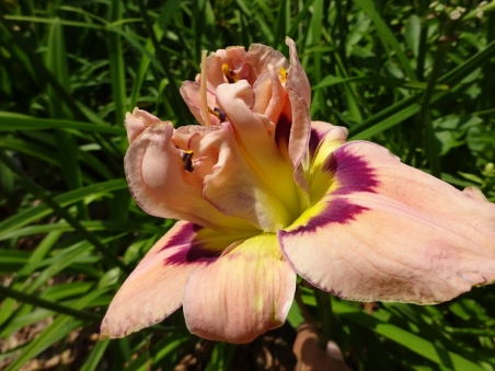  Лілійник "Фламбоінт Еджес" (Hemerocallis "Flamboyant Edges")