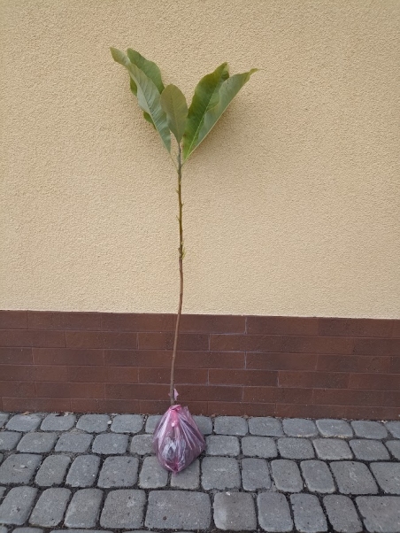 Магнолія лікарська (Magnolia officinalis)