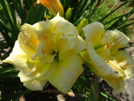 Лілійник "Шнікель Фріц" (Hemerocallis "Schnickel Fritz")