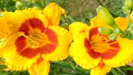  Лілійник "Оренж Електрік" (Hemerocallis "Orange Electric")