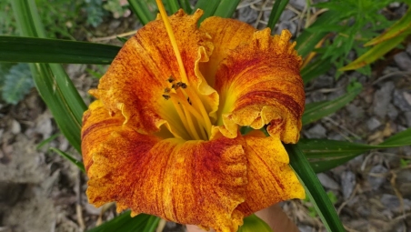 Лілійник "Спейскост Фрікі Тікі" (Hemerocallis "Spacecoast Freaky Tiki")