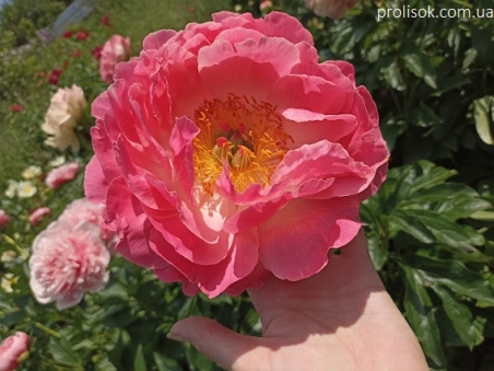 Пион "Тропикана" (Paeonia "Tropicana")