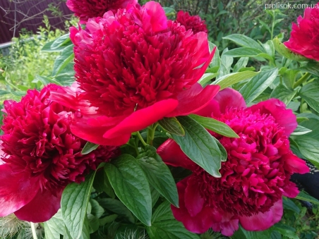 Півонія "Ред Шарм" (Paeonia "Red Charm")