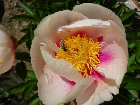 Пион "Афина" (Paeonia "Athena")