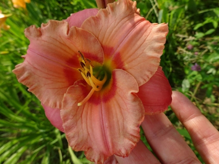 Лилейник "Элегант Кэнди" (Hemerocallis "Elegant Candy")