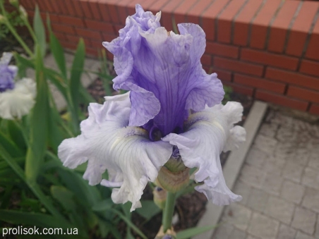 Півники бородаті "Вінтрі Скай" (Iris "Wintry Sky")