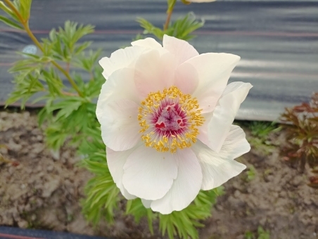 Півонія "Ноузгей" (Paeonia "Nosegay")