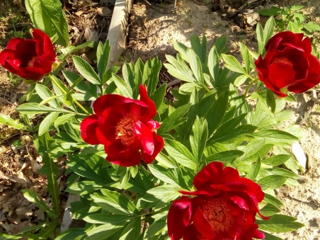 Півонія "Махагоні" (Paeonia "Mahogany")