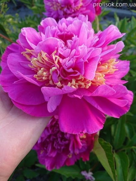 Пион "Фезе Топ" (Paeonia "Feather Top")