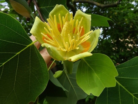 Ліріодендрон тюльпановий (Liriodendron tulipifera), або Тюльпанне дерево американське