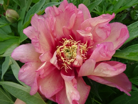 Півонія Іто "Хілларі" (Paeonia Itoh "Hillary")