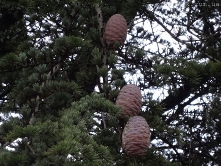 Кедр ливанский (Cedrus libani)