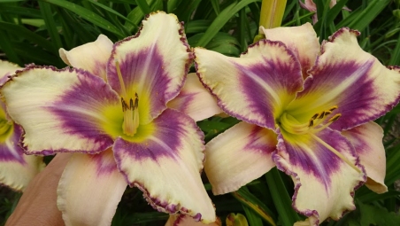 Лілійник "Дестінд ту Сі" (Hemerocallis "Destined to See")