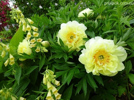 Пион Ито "Бартзелла" (Paeonia Itoh "Bartzella")