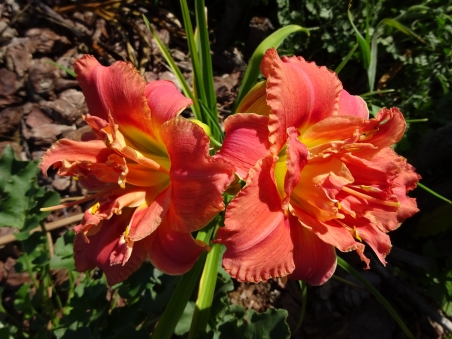 Лилейник "Конго Коралл" (Hemerocallis "Congo Coral")