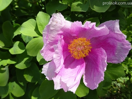 Півонія кримська (Paeonia daurica)