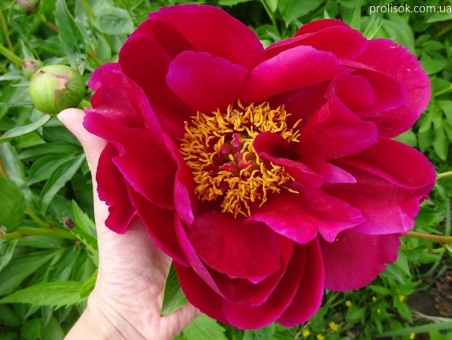 Пион "Постильйон" (Paeonia "Postillion")