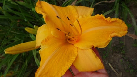 Лилейник "Рафлд Априкот" (Hemerocallis "Ruffled Apricot")