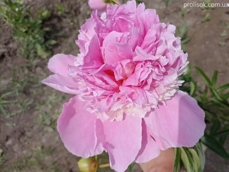 Півонія "Воппер" (Paeonia "Whopper")