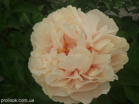 Пион "Хизер" (Paeonia "Heather")