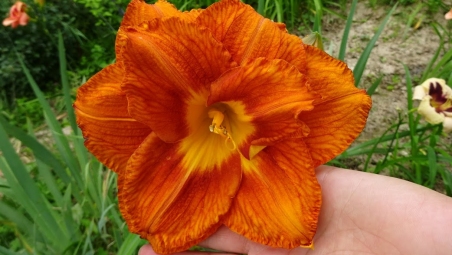 Лілійник "Мері Браун" (Hemerocallis "Mary Brown")