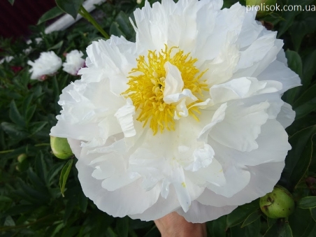 Півонія "Місс Америка" (Paeonia "Miss America")