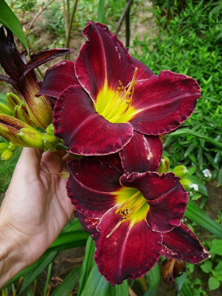 Лілійник "Блек Стокінз" (Hemerocallis "Black Stockings")