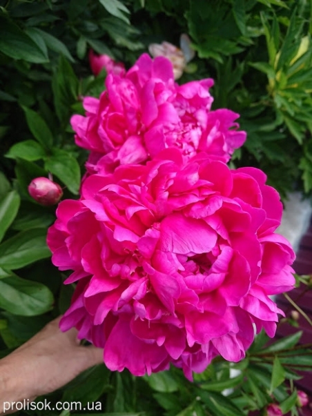 Півонія "Черрі Роял" (Paeonia "Cherry Royal")