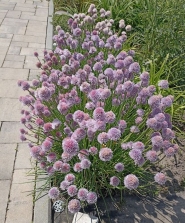 Цибуля-трибулька (Allium schoenoprasum)