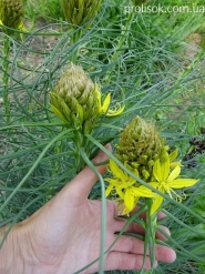 Асфоделіна жовта (Asphodeline lutea)