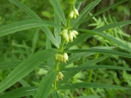 Купина кільчаста (Polygonatum verticillatum)