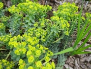 Молочай миртолисний (Euphorbia myrsinites)