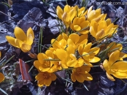 Кокус золотистий "Дороті" (Crocus chrysanthus "Dorothy")