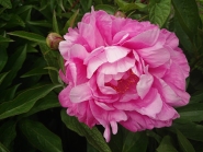 Пион "Юлиска" (Paeonia "Juliska")