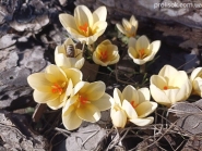Кокус золотистий "Крім Бьюті" (Crocus chrysanthus "Cream Beauty")