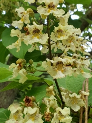 Катальпа яйцевидная (Catalpa ovata)