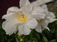 Пион "Уайт Иннесенс" (Paeonia "White Innocence")