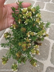 Самосил гірський (Teucrium montanum)