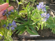 Тирлич хрещатий "Блю Кросс" (Gentiana cruciata "Blue Cross")