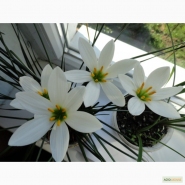 Зефірантес білий, або білосніжний (Zephyranthes candida (Lindl.) Herb.)