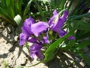 Півники бородаті карликові фіолетові (Iris pumila)