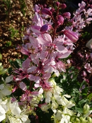 Ясенець білий варіант пурпуровий (Dictamnus albus var. purpureus)