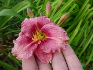 Лилейник "Силоам Рибон Канди" (Hemerocallis "Siloam Ribbon Candy")